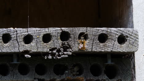 Bees-Flying-In-and-Out-of-Insect-Hotel,-Garden-biodiversity-scene,-Close-Up