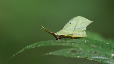 Herauszoomen,-Um-Dieses-Insekt-Auf-Dem-Blatt-Zu-Zeigen,-Von-Dem-Es-Sich-Ernährt,-Systella-Rafflesii-Blattheuschrecke,-Thailand