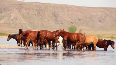 Belleza-Cinematográfica-De-Caballos-Que-Deambulan-Libremente,-Corren-Y-Beben-Junto-Al-Río,-Con-Terneros-Juguetones.