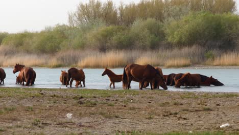 The-enchanting-world-of-free-range-horses-and-playful-baby-foals-as-they-converge-by-the-fast-flowing-river,-having-a-refreshing-drink-in-summer-overcast-weather