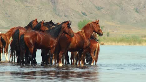 El-Espíritu-Indómito-De-Los-Caballos-Salvajes,-Ganado-Domesticado,-Que-Deambulan-Libremente-En-El-Calor-Del-Verano