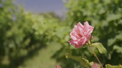 Vivid-pink-rose-in-full-bloom,-soft-focus-vineyard-in-background,-vibrant-and-serene
