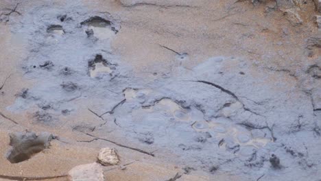 A-stream-of-bubbling-grey-mud-in-an-Icelandic-geothermal-area---Slow-motion