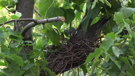 Pájaro-Dover-Hembra-Formando-Un-Nido-En-La-Copa-De-Un-árbol