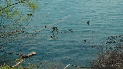 Tranquil-waters-of-Jarun-Lake-with-submerged-branches,-creating-a-serene-natural-pattern