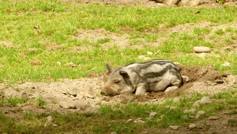 Ein-Kleines-Wildschweinferkel-Wälzt-Sich-In-Einem-Loch-Im-Boden