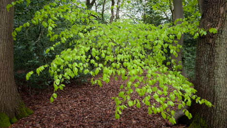 Lush-green-Spring-leaves-growing-on-a-Beech-tree-in-a-dark-woodland-in-Worcestershire,-England