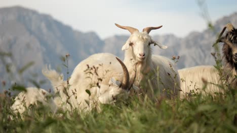 Cabras-De-Cachemira-Detrás-De-Pastizales-Primer-Plano