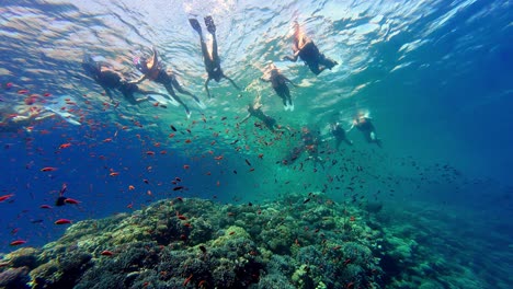Buceadores-Practicando-Snorkel-En-El-Mar-Rojo-Con-Hermosos-Ecosistemas-Marinos-Y-Peces