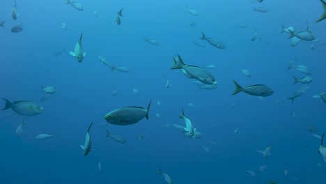 Pequeños-Peces-Plateados-Con-Colas-Amarillas-Deambulan-Por-Las-Profundas-Aguas-Azules-Del-Océano