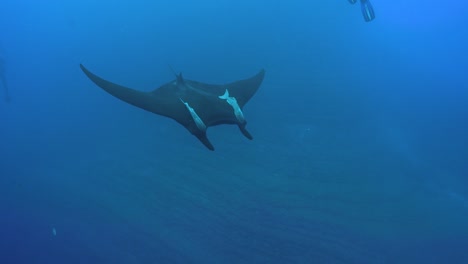 Tauchergruppe-Schwimmt-Herum-Und-Erschreckt-Riesigen-Manta-Mit-Luft