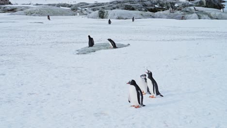 Gentoo-Penguins-in-Snow-in-Antarctica,-Group-of-Penguins-Walking-Around-on-Wildlife-and-Animals-Nature-Travel-Vacation-to-Antarctic-Peninsula