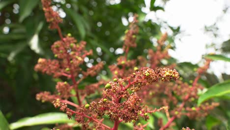 Schöne-Junge-Mangobaumblüten-Mit-Kleinen-Mangos,-Die-Bereit-Sind,-Zu-Jungen-Tropischen-Früchten-Exotisch-Zu-Wachsen