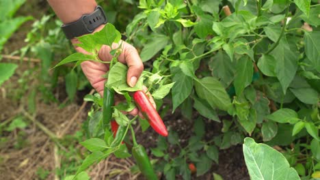 Schöne-Aufnahme-Von-Chili-Rote-Peperoni-Obst-Gemüse-Würzige-Sorte-Im-Botanischen-Garten