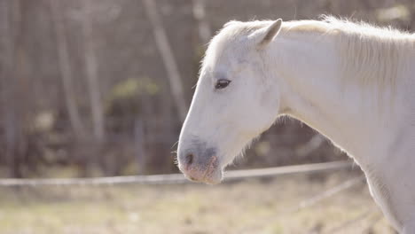 El-Caballo-Blanco-Relajado-Permanece-Quieto-En-El-Recinto,-Con-Un-Primer-Plano-De-Perfil