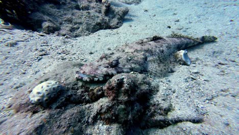 Pez-Piedra-Que-Habita-En-Los-Arrecifes-De-Coral-Del-Mar-Rojo,-Dahab,-Península-Del-Sinaí,-Egipto---Toma-Submarina