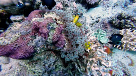 Red-Sea-Clownfish,-Domino-Damsel,-And-Sea-Goldie-On-Coral-Reef-With-Gyrostoma-Anemone