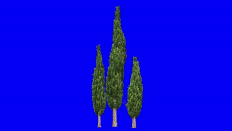 3D-italian-cypress-tree-cluster-with-wind-effect-on-blue-screen-3D-animation