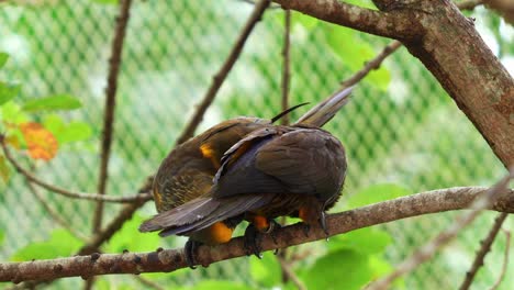 A-pair-of-lovebird-brown-lory-perched-side-by-side-on-the-tree-branch,-preening-and-grooming-each-others'-feathers-in-the-enclosure-during-mating-season,-close-up-shot