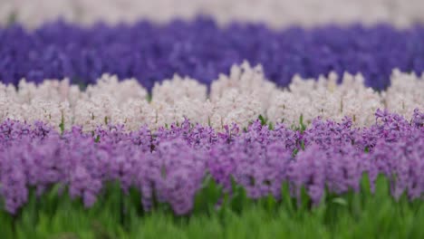 Impresionantes-Hileras-De-Flores-De-Jacinto-Blanco-Y-Rosa-Púrpura-Y-Bulbos-De-Tulipán-En-El-Campo