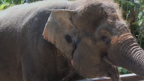 Asiatischer-Elefant-Flattert-Mit-Den-Ohren.-Nahaufnahme,-Statische-Aufnahme