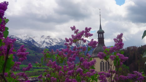 Church-tower-in-Gruyères,-Switzerland,-with-lilacs-on-the-foreground-and-snowy-mountains-on-the-background