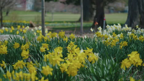 Wide-Panning-Shot-of-a-Garden-Full-of-White-and-Yellow-Daffodils