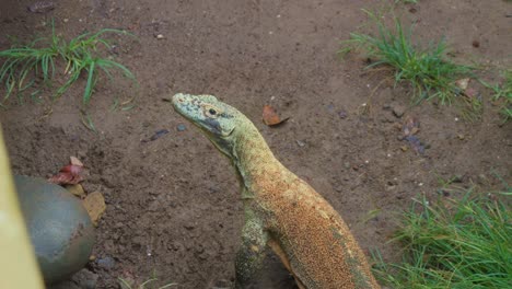 Nahaufnahme-Eines-Komodowarans,-Der-Regungslos-Auf-Dem-Boden-Liegt