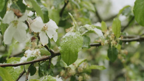 Medium-close-up-shot-of-a-blooming-apple-tree,-snow-falling-and-endangering-the-harvest