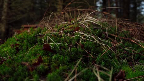 Green-Moss-On-The-Ground-In-The-Forest