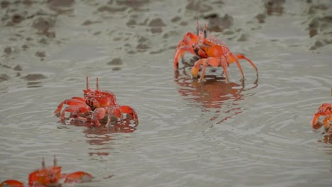 Rote-Krabben-Laufen-Auf-Meerwasser-Und-Fressen-Viel