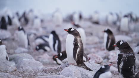 Penguin-on-Rocks-in-Antarctica-Colony,-Antarctic-Peninsula-Wildlife-and-Animals-Vacation-with-Lots-of-Gentoo-Penguins-in-Large-Group-on-Rocky-Rocks-and-no-Snow-due-to-Climate-Change-and-Global-Warming