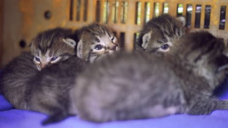 Mama-Füttert-Baby-Katzen-Stillen-Kätzchen