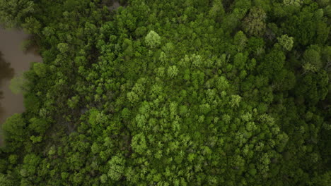Der-üppige-Wolf-River-Forest-In-Collierville,-Tennessee,-Luftaufnahme