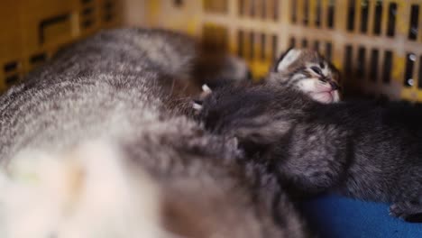 Mum-feeding-baby-cats-breastfeed-kitty,-kitten