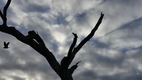 Pájaros-Volando-Alrededor-Del-árbol-En-La-Sombra