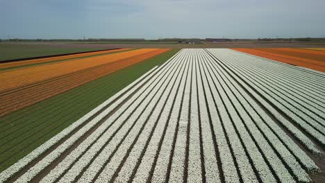 Campos-De-Tulipanes,-Naranja,-Amarillo,-Blanco-Y-Verde,-Disparo-De-Drone-Delantero