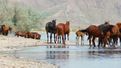 El-Espíritu-Indómito-De-Los-Caballos-Salvajes,-Ganado-Domesticado,-Que-Deambulan-Libremente-En-El-Calor-Del-Verano