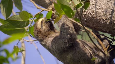Three-toed-sloth-eats-from-a-branch-while-hanging-from-the-tree