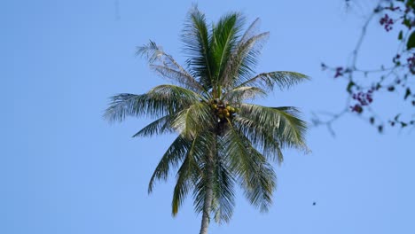 Vista-En-Cámara-Lenta-De-Una-Hermosa-Palmera-Solitaria-Contra-El-Cielo-Azul