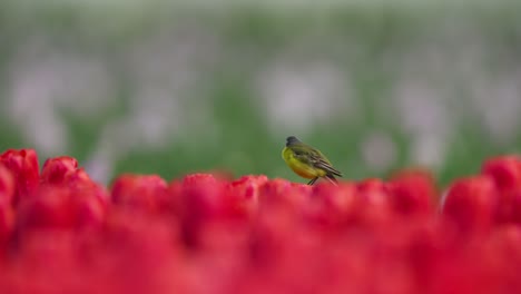 Yellow-Wagtail-sits-perched-on-top-of-vibrant-red-tulip-blossom,-telephoto-compression