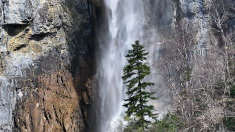 Solo-evergreen-contrasts-with-the-misty-grandeur-of-Seerenbach-Falls-amidst-the-rocky-face-of-Amden,-Switzerland