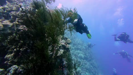 Scuba-Divers,-Seagrass,-and-Coral-Reefs-Within-the-Confines-of-the-Red-Sea,-Dahab,-Sinai-Peninsula,-Egypt---Underwater-Shot