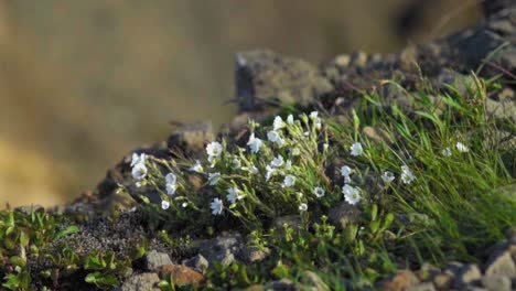 Kleine-Blüten-Auf-Einem-Strauch,-Die-Vom-Wind-Verweht-Werden---Zeitlupe