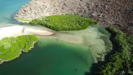 Mangrove-Forest-On-Gulf-Of-California-Near-Playa-Santispac-In-Mulege,-Baja-California-Sur,-Mexico