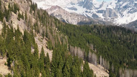 Fichten-Auf-Den-Bergen-Mit-Dolomiten-Kalkstein-Alpen-Im-Nordosten-Italiens