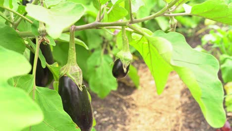 Great-shot-of-bulb-purple-eggplant-glossy-Mediterranean-vibrant-purple-skin-in-botanical-garden