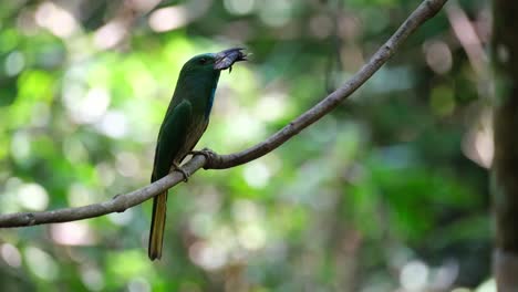 Visto-Con-Un-Gran-Insecto-En-La-Boca-Mientras-Mira-A-Su-Alrededor-Y-Gorjea-Llamando-A-Sus-Polluelos,-El-Abejaruco-De-Barba-Azul-Nyctyornis-Athertoni,-Tailandia