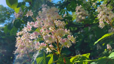 Handheld-shot-of-horse-chestnut-tree-inflorescence-blossoming-in-spring