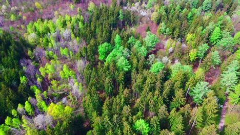 Spring's-Tapestry:-Aerial-Perspective-of-Awakening-Forest-Canopy